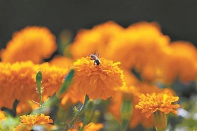 大阳城集团娱乐视频
