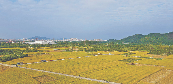 从化香米迎丰收 (资料图片).jpg