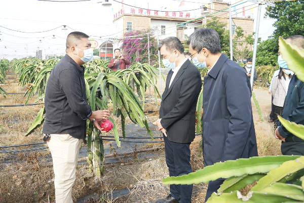 走访建新镇火龙果基地2_副本.jpg