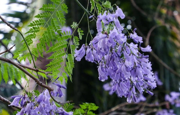 四年来最美艳！广州蓝花楹盛开，打卡攻略快收藏