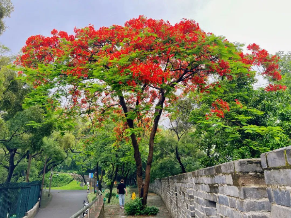 待到凤凰烂漫时！来越秀公园赴一场凤凰花之约！