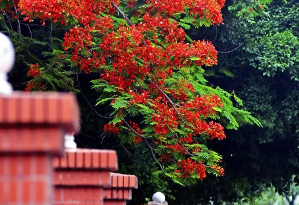 初夏，来花都看花~
