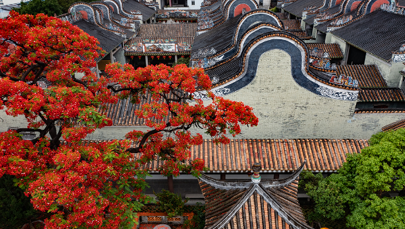 广州白云：凤凰花开，惊艳初夏