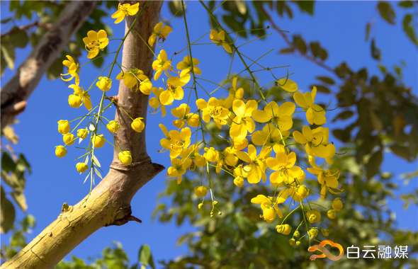 初夏繁花开，白云添姿采