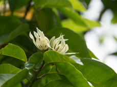 风动暗香浓，始知玉兰开