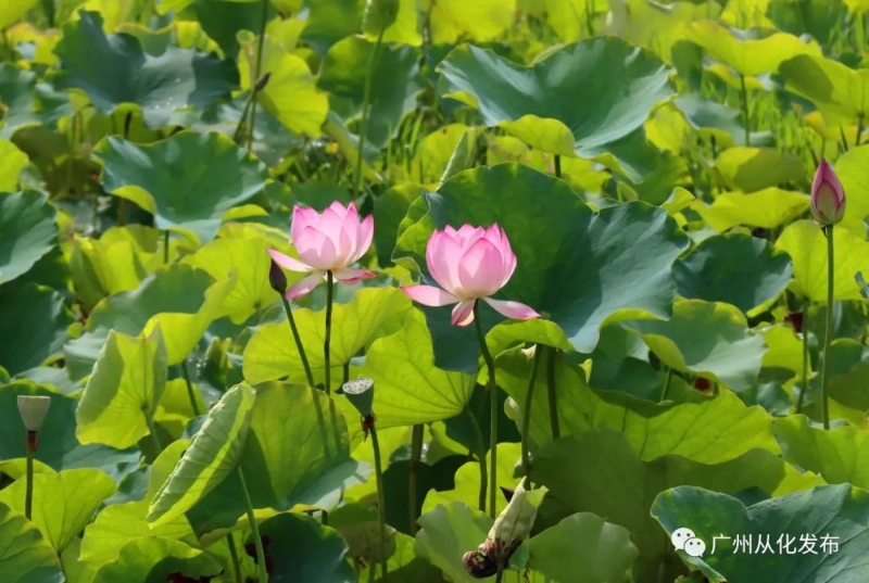 从化夏日荷花大赏！