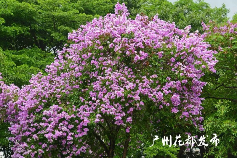 满街紫薇绽放，花都浪漫等你！