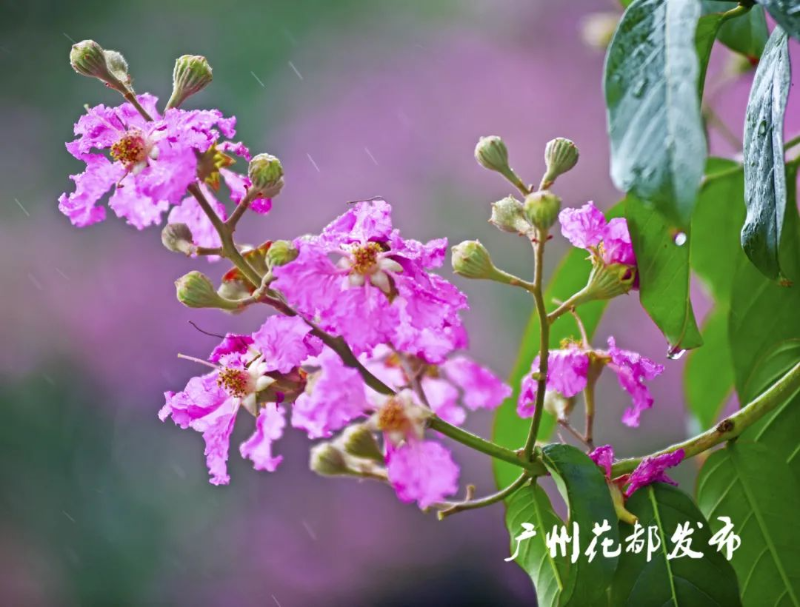 _DSC3605_副本.jpg 图片