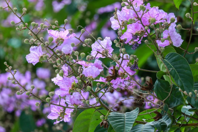 越秀：灿烂若霞！“紫薇仙子”落入凡间秘境