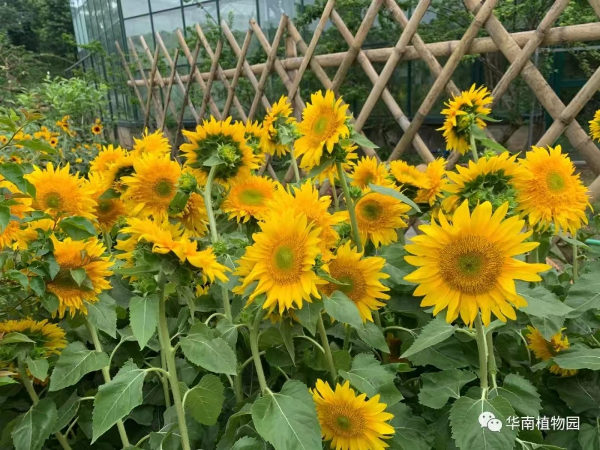 大阳城集团娱乐视频