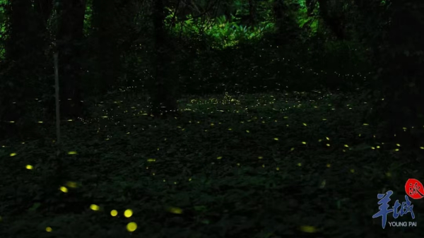 大阳城集团娱乐视频