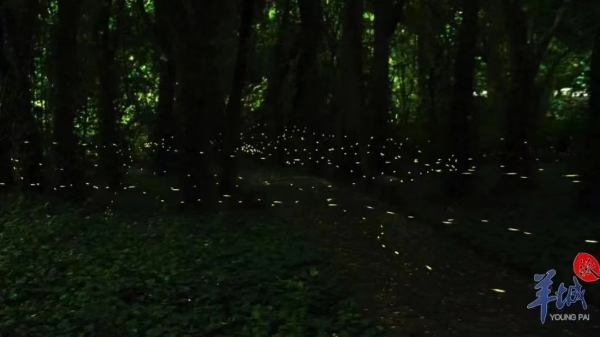 大阳城集团娱乐视频