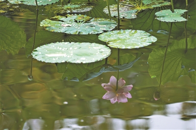 夏日赏荷正当时 广州多地荷花进入最佳观赏期