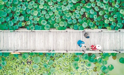 盛夏又闻莲花香 千年秀色映羊城