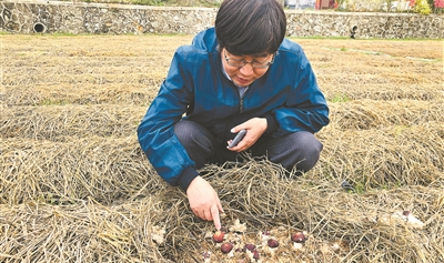 以“粤式松茸”开拓冬季“尝鲜”路