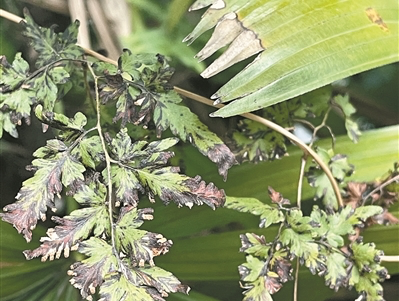 华南国家植物园开展“极端高温下的植物生存大调查”