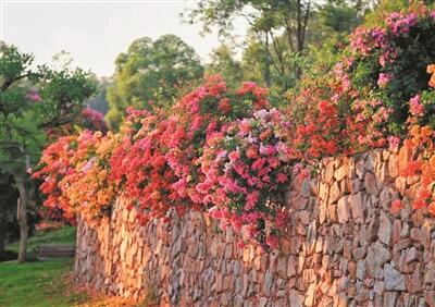 三季开花、四季常绿 广州簕杜鹃天桥应用水平全国领先