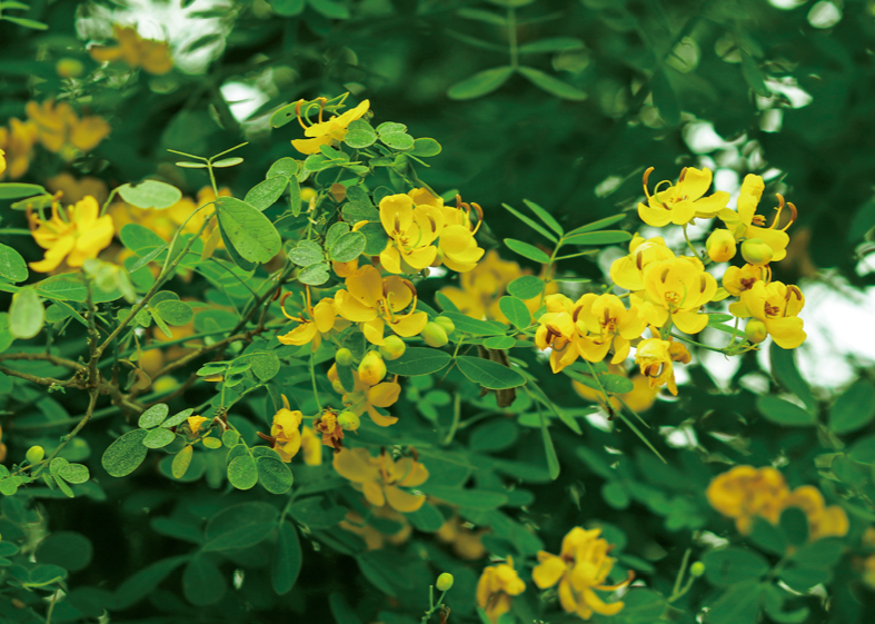 双荚决明、黄槐