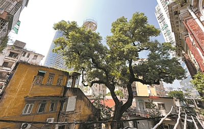 昔日地标傍珠江 百年波楼隐古樟