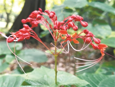 “状元红”赪桐盛放