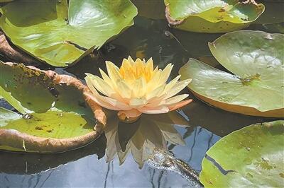 “湿地雏形”水生植物园成热门打卡景区