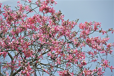 “美人树”装扮羊城“粉红之秋”