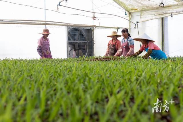 广州农商银行：地方金融主力军 助企纾困显担当
