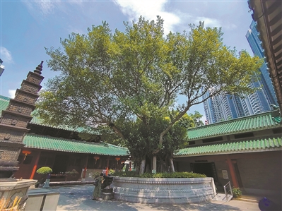 老榕树见证海幢寺兴衰