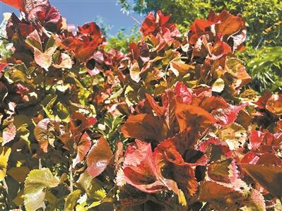 广州冬天除了落羽杉 “红叶植物”还有它们