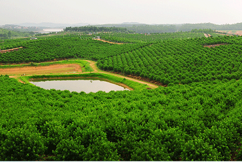花都区：广州叶海生态园