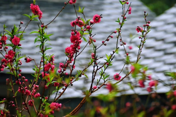 羊城春来早，云山桃花开