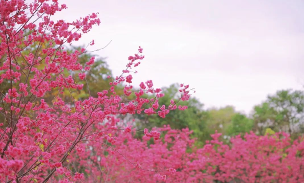 樱花正烂漫，莫负好时光，花期短，速来！