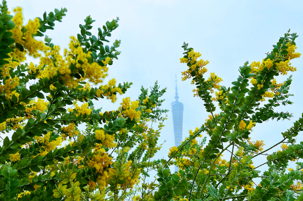 红的、黄的、紫的……广州街头的TA们太惊艳了！