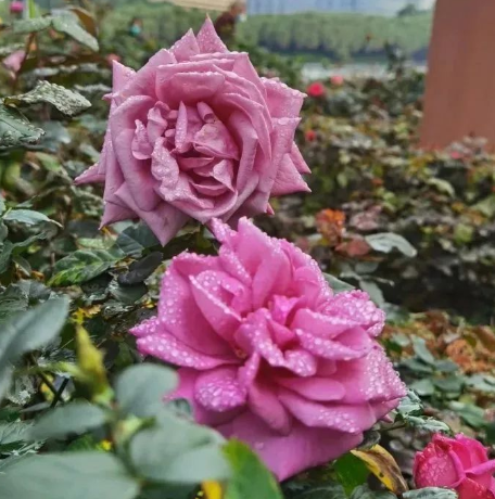 大阳城集团娱乐视频