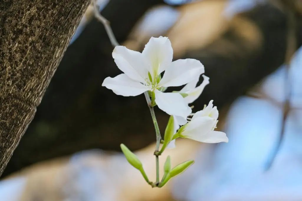紫荆花开！广州人民北路成浪漫“花路”