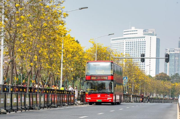 Special bus line launched for citizens to enjoy golden trumpet flowers