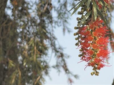 能开红花的“柳树”