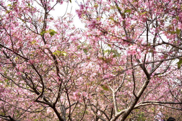 大阳城集团娱乐视频