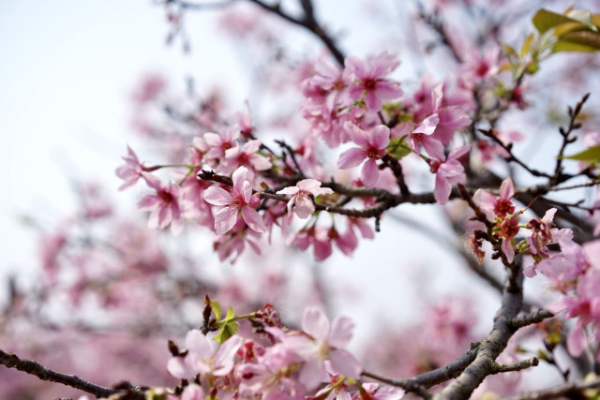 大阳城集团娱乐视频