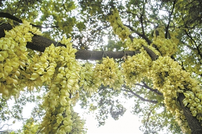 “春日限定”赏花季 到天鹿湖森林公园看禾雀花