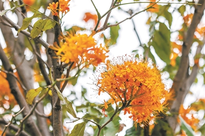 姿态挺拔形似伞、颜色绚丽如篝火——它是开在4月的无忧花