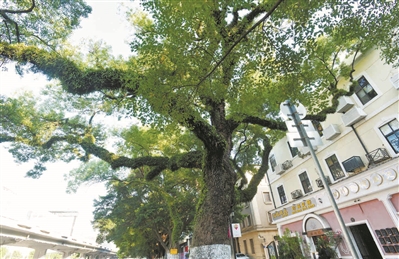 百年古樟为游客遮阳