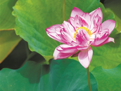 逛莲花山赏惊鸿 游荔湾湖品荷香