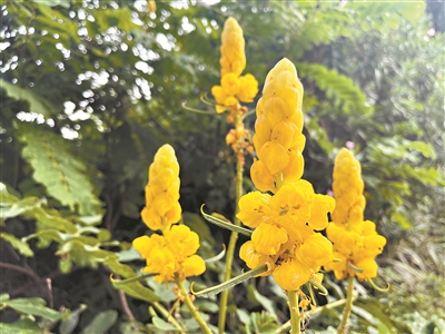 金黄的翅荚决明 为盛夏增一抹亮色