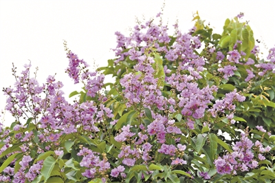 满树繁花 灿若烟霞——它是“花有百日红”的大叶紫薇