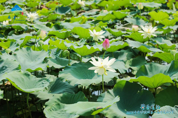 大阳城集团娱乐视频