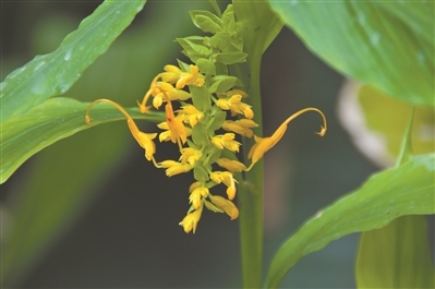 暑天植物如何生存？高温小组研究结果上线