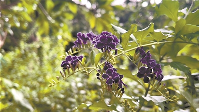 假连翘上演“秋日浪漫”