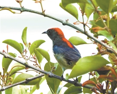 朱背啄花鸟 杜鹃园亮相
