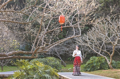 白云山“梅树王”初绽俏枝头